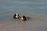 CAVALIER KING CHARLES 649
